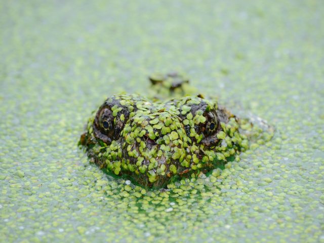 frog covered in algae