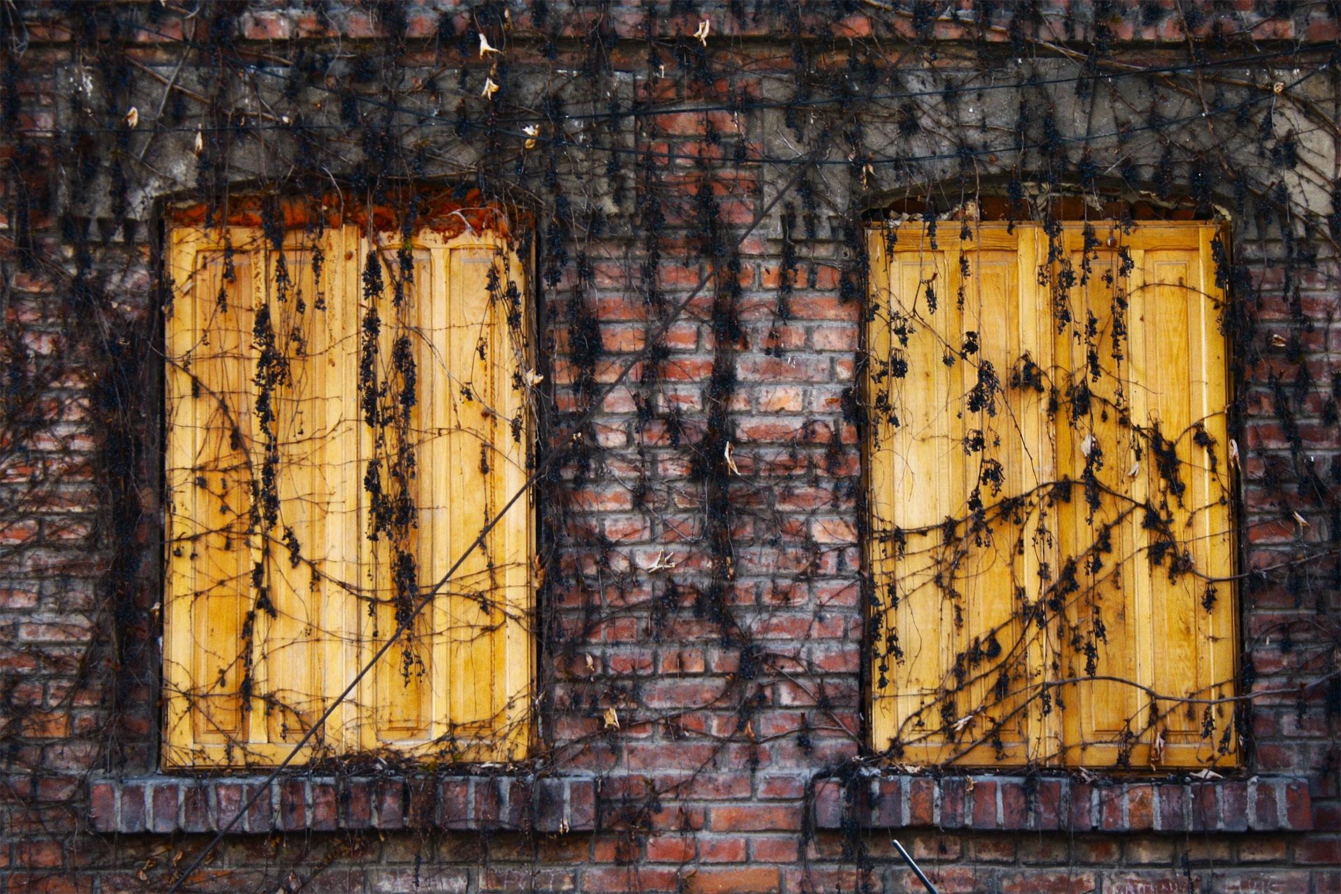 vines overgrowing shuttered windows