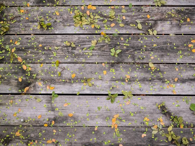 leaves on old wooden planks