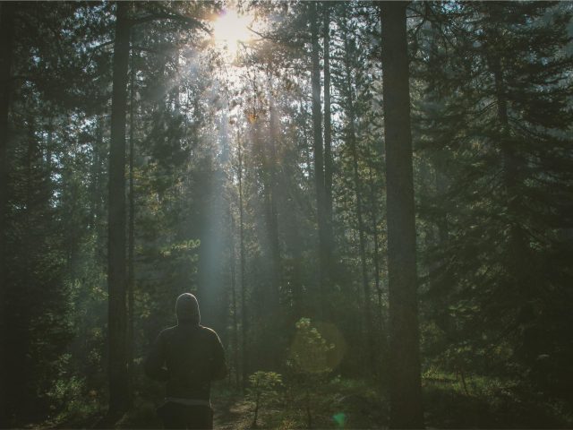 Person looking up at sunight through a forrest