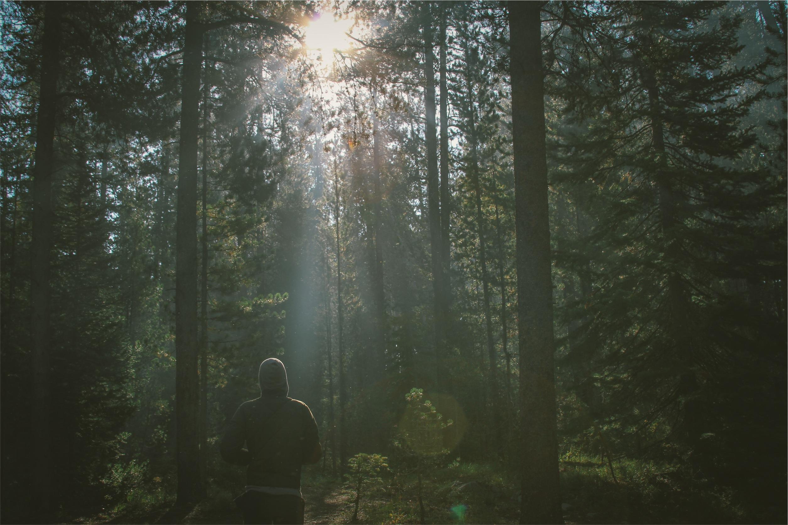 Person looking up at sunight through a forrest