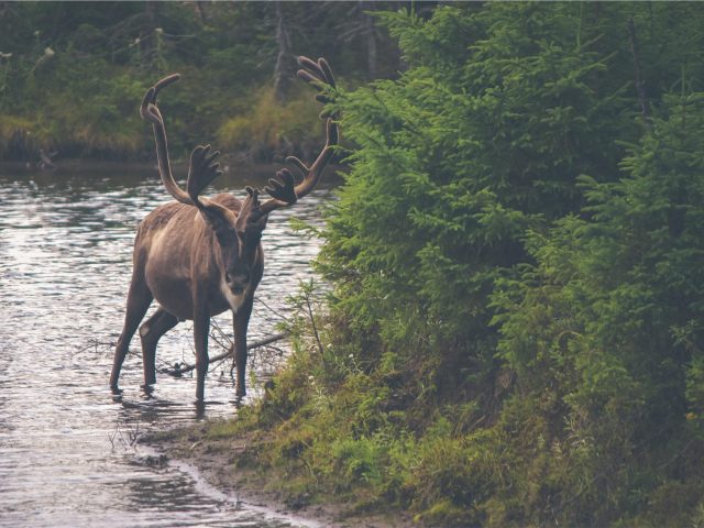 Elk in a stream