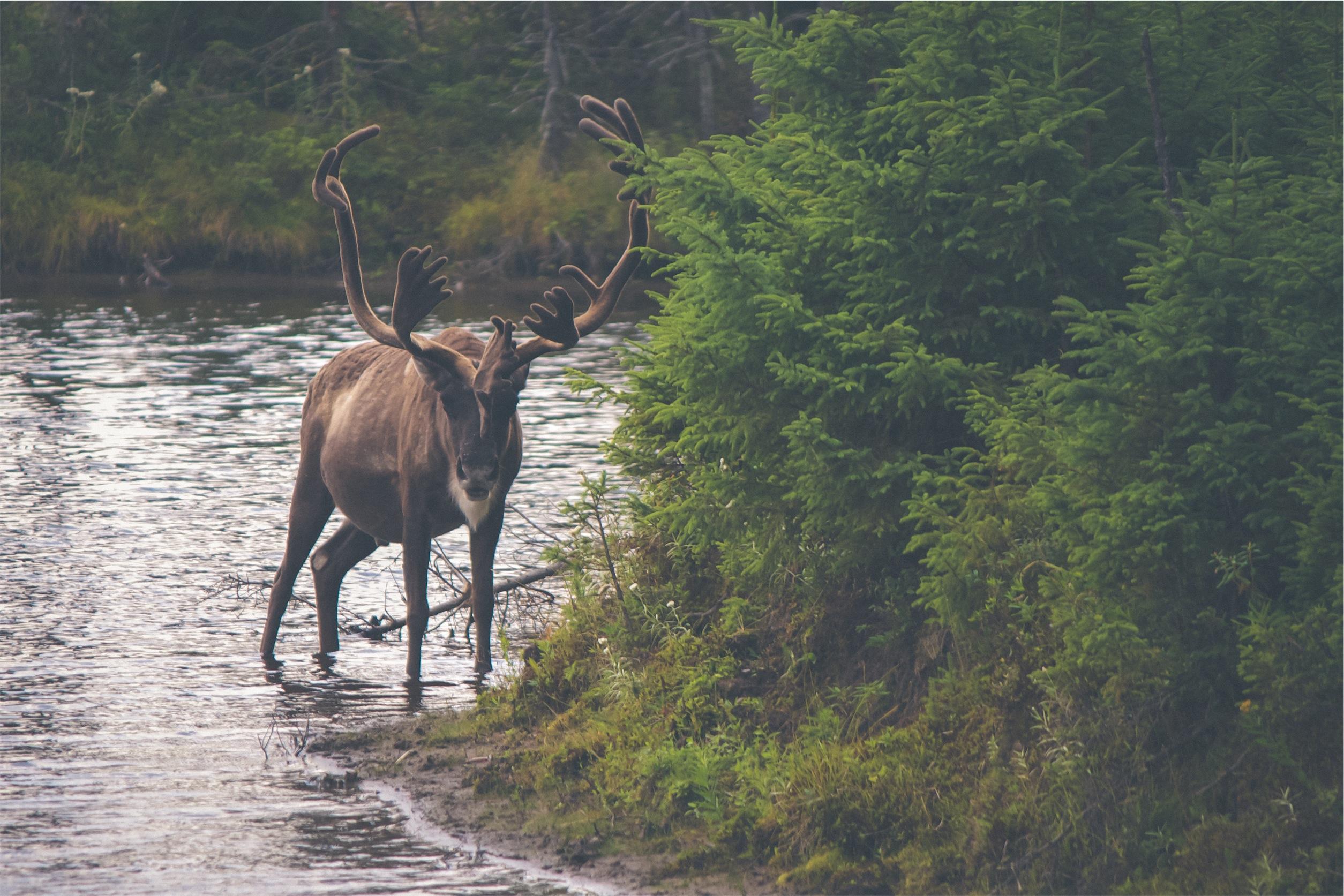 Elk in a stream