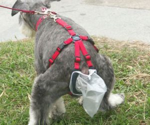 Dog pooping into bag
