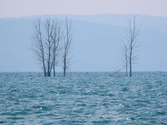 Trees submerged