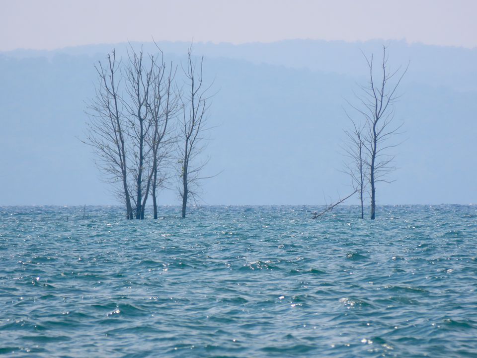 Trees submerged