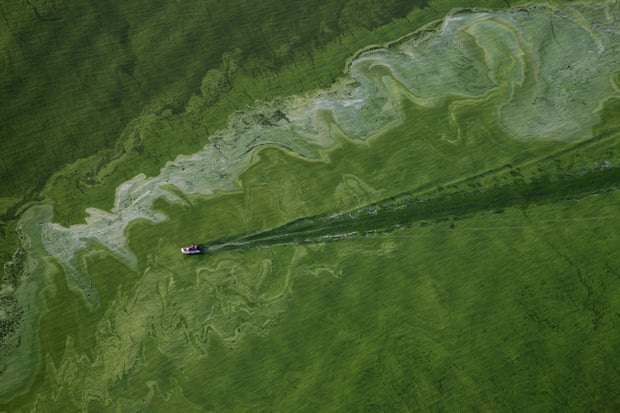 Boats cut through an algae bloom on Lake Erie near Toledo, Ohio. Photography: Aurora Photos/Alamy