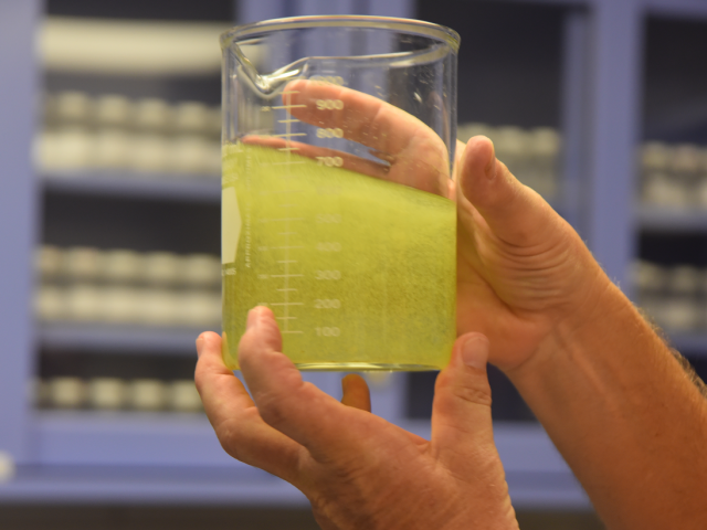 Scientist holding a glass of water polluted with green algae