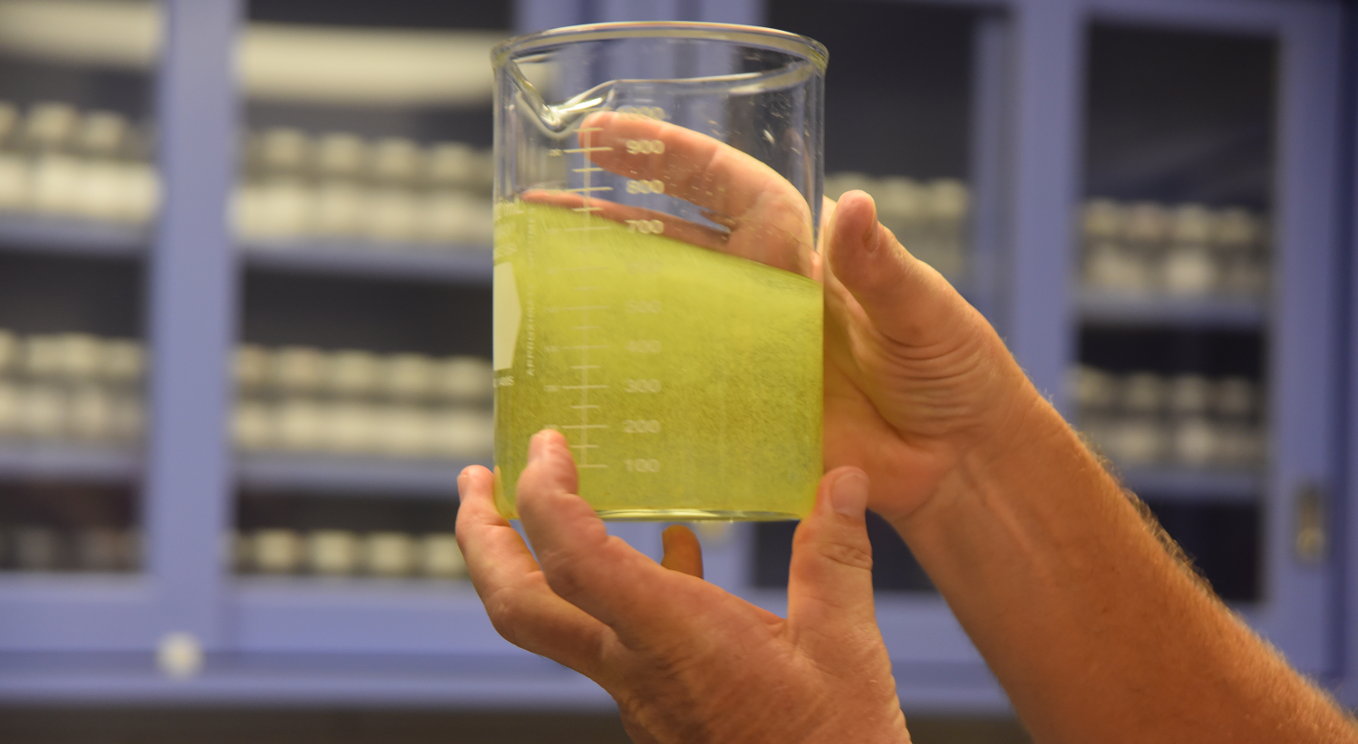 Scientist holding a glass of water polluted with green algae