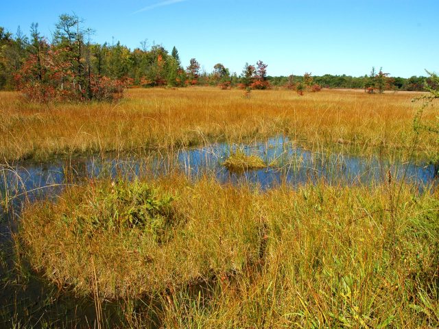 Wetland in southwest Michigan.