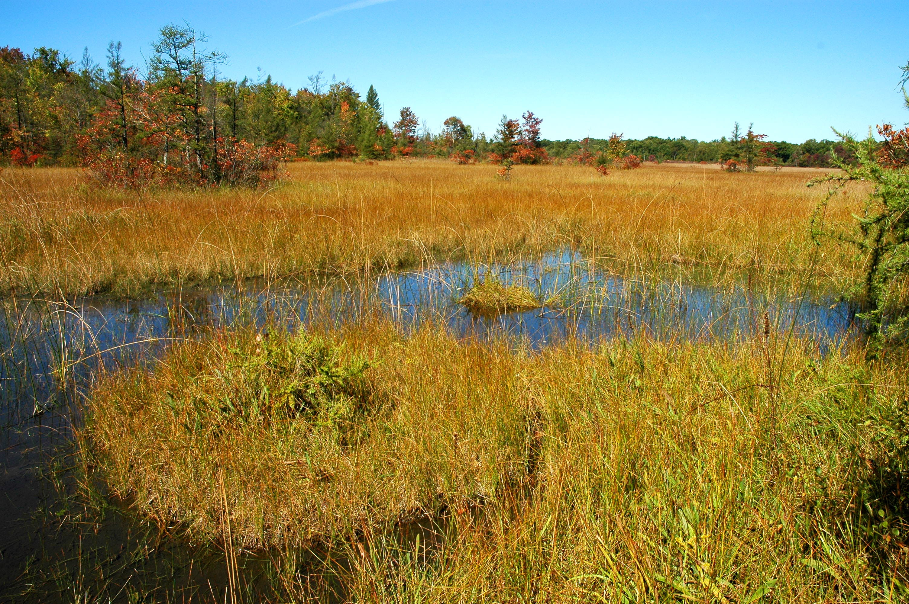 Image of a prairie fen in southwest Michigan.