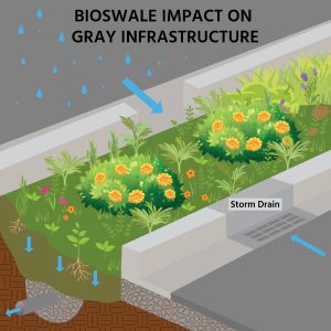 Bioswales help filter stormwater before it enters storm drains and our waterways.